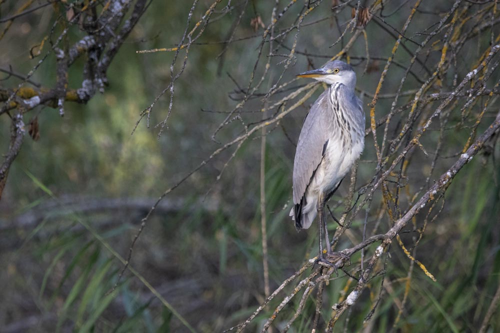 Garza Real posada en árbol