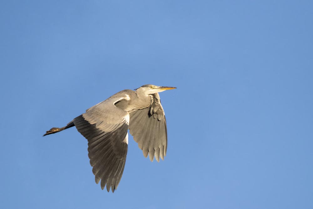 Garza Real volando