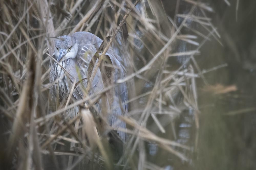Garza Real posada en árbol