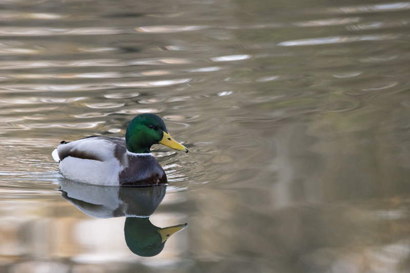 Foto de ánade azulón en Casa de campo, Madrid