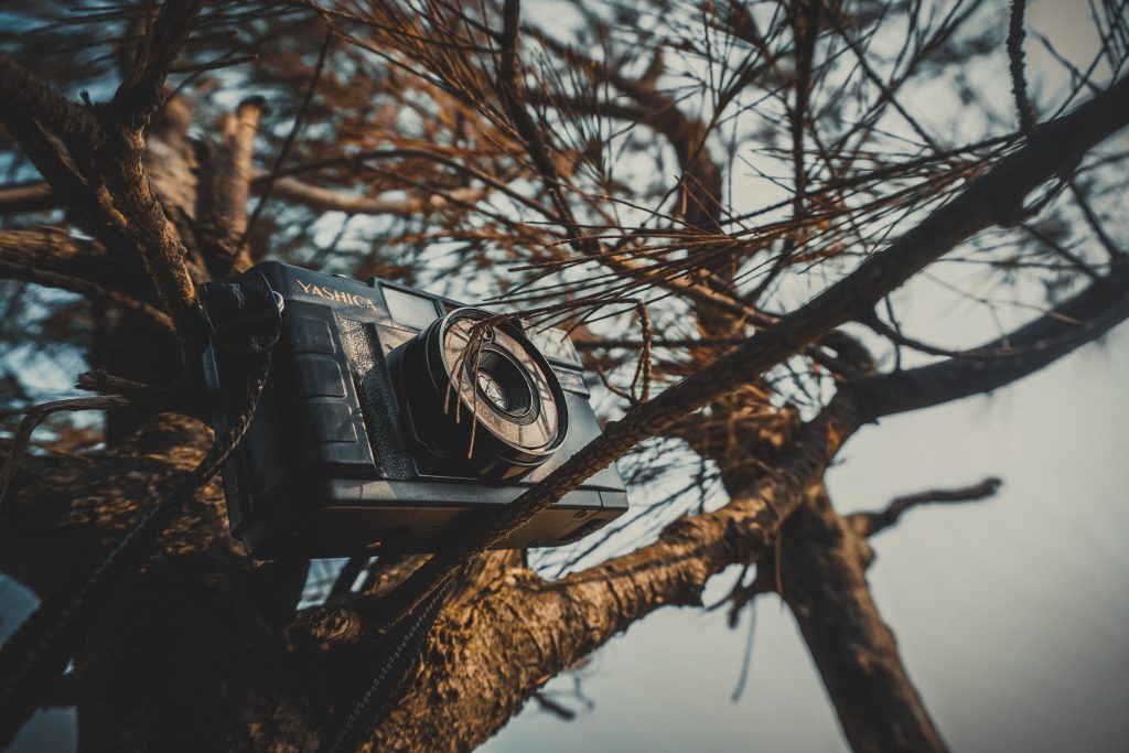 Cámara fotográfica puesta en un árbol