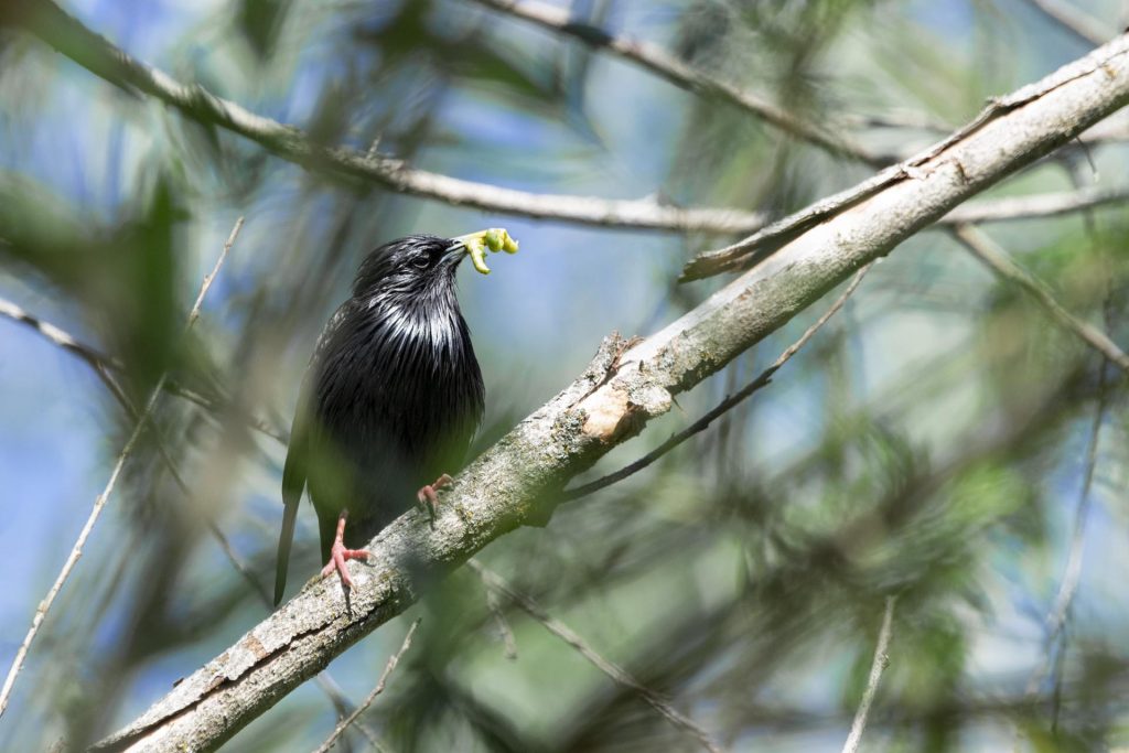 Concurso fotográfico de Naturaleza en Leganés. Imagen en cuarto puesto "Entre plumas y raíces"