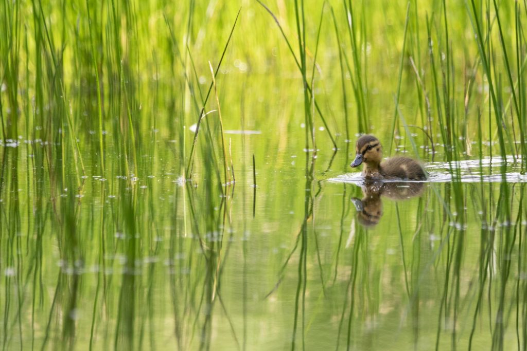 Concurso fotográfico de Naturaleza en Leganés. Imagen en primer puesto "Ondas en Calma"