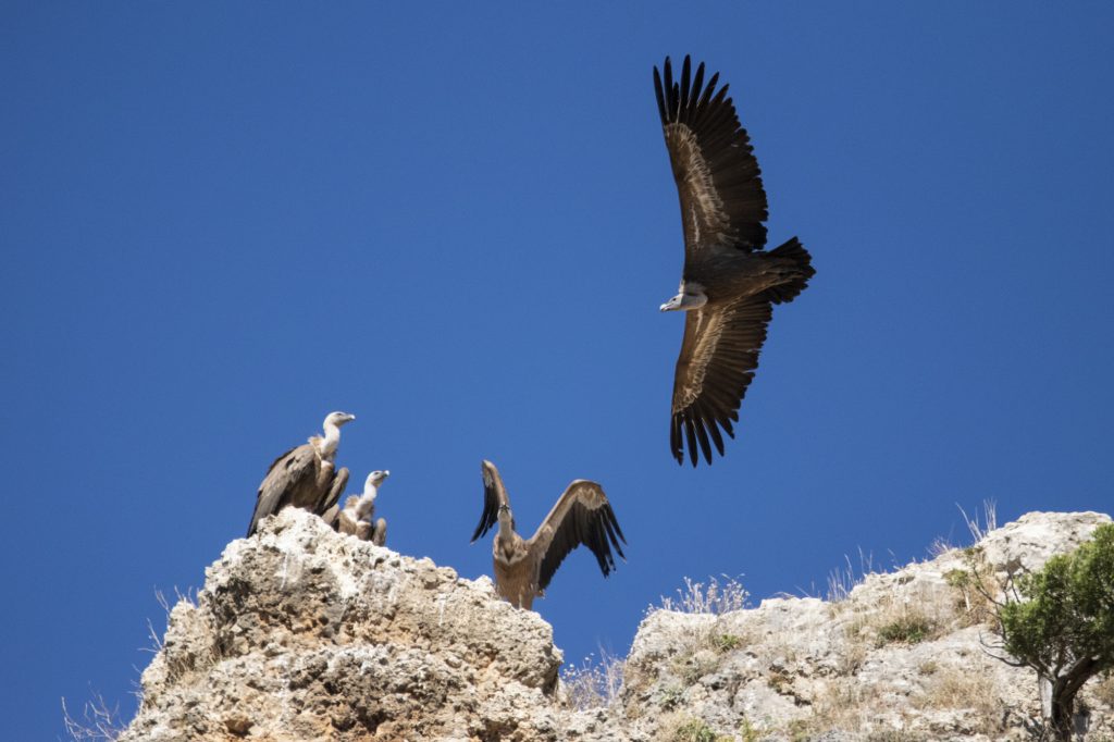 Excursiones otoñales buitres leonados en la Sierra de Andújar