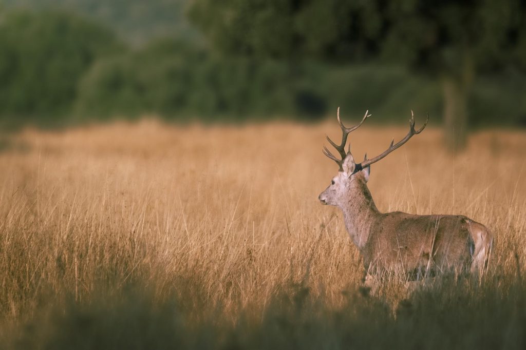 Excursiones otoñales, berrea en el Parque de Cabañeros
