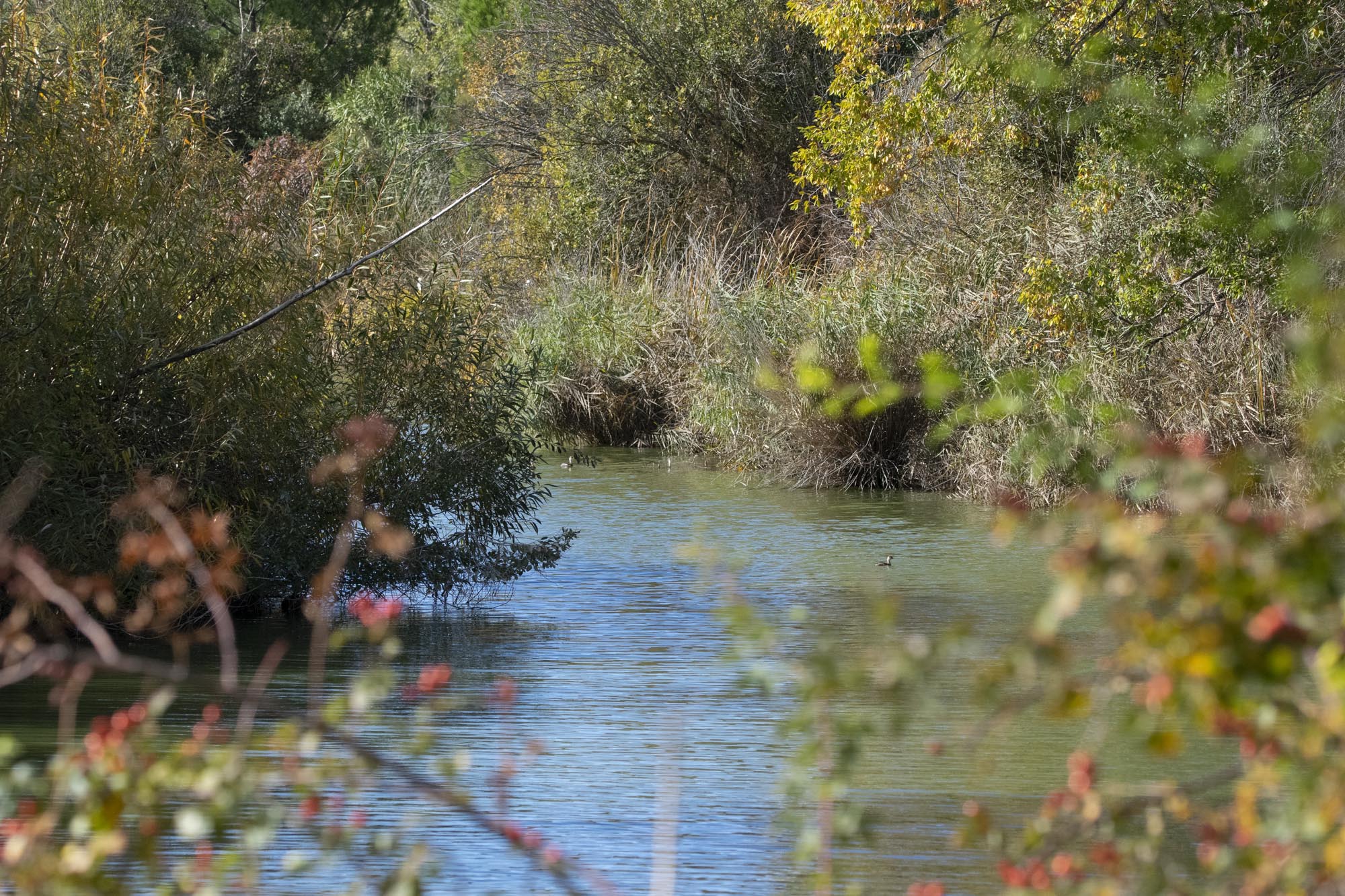 "Naturaleza de otoño" en el parque de Polvoranca