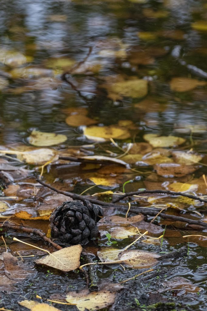 "Naturaleza de otoño" en el parque de Polvoranca. Una piña caída entre hojas y agua