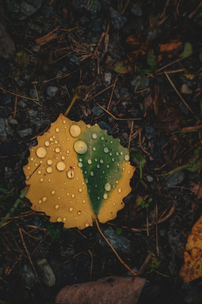 Proteger tu equipo fotográfico en invierno. Una hoja fotografiada bajo la lluvia