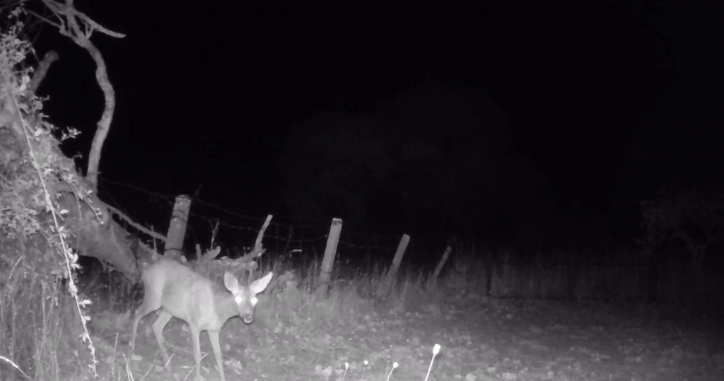 Un corzo buscando de noche comida captado con una cámara de fototrampeo